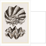 Cock's-comb Oyster by Anonymous