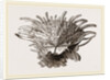Arnercan Spiny Oyster by Anonymous