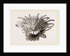Arnercan Spiny Oyster by Anonymous
