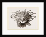Arnercan Spiny Oyster by Anonymous