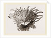 Arnercan Spiny Oyster by Anonymous