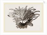 Arnercan Spiny Oyster by Anonymous