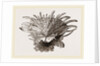Arnercan Spiny Oyster by Anonymous