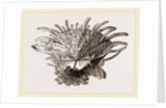 Arnercan Spiny Oyster by Anonymous
