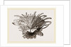 Arnercan Spiny Oyster by Anonymous