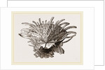 Arnercan Spiny Oyster by Anonymous