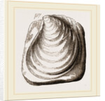 Catillus Cuvieri by Anonymous