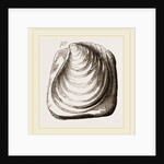 Catillus Cuvieri by Anonymous