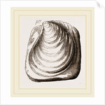 Catillus Cuvieri by Anonymous