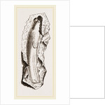 Gervillia solenoides by Anonymous