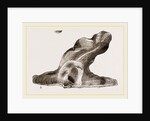 Hammer headed Oyster by Anonymous