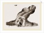 Hammer headed Oyster by Anonymous