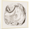 Pluvinites Adansonii by Anonymous