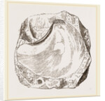 Pluvinites Adansonii by Anonymous