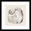 Pluvinites Adansonii by Anonymous