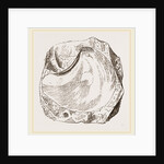 Pluvinites Adansonii by Anonymous