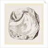 Pluvinites Adansonii by Anonymous