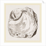 Pluvinites Adansonii by Anonymous