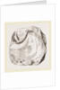 Pluvinites Adansonii by Anonymous