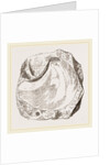 Pluvinites Adansonii by Anonymous