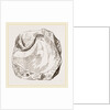 Pluvinites Adansonii by Anonymous