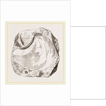 Pluvinites Adansonii by Anonymous