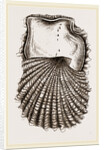 Pearl-Oyster Young by Anonymous