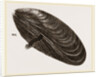 Shell of Mussel by Anonymous