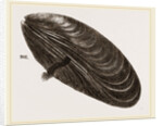 Shell of Mussel by Anonymous