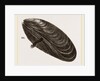 Shell of Mussel by Anonymous