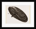 Shell of Mussel by Anonymous