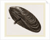 Shell of Mussel by Anonymous