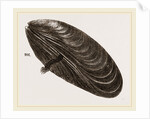 Shell of Mussel by Anonymous