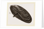 Shell of Mussel by Anonymous