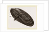 Shell of Mussel by Anonymous