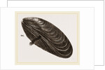 Shell of Mussel by Anonymous