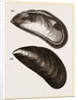 Shells of Mussel by Anonymous