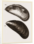 Shells of Mussel by Anonymous