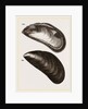 Shells of Mussel by Anonymous