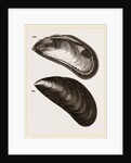 Shells of Mussel by Anonymous