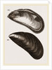 Shells of Mussel by Anonymous