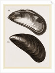Shells of Mussel by Anonymous