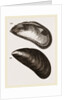 Shells of Mussel by Anonymous