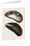 Shells of Mussel by Anonymous
