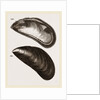 Shells of Mussel by Anonymous