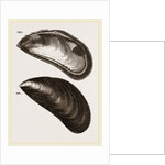 Shells of Mussel by Anonymous