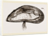 Mussel by Anonymous