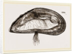 Mussel by Anonymous