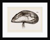 Mussel by Anonymous