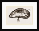 Mussel by Anonymous